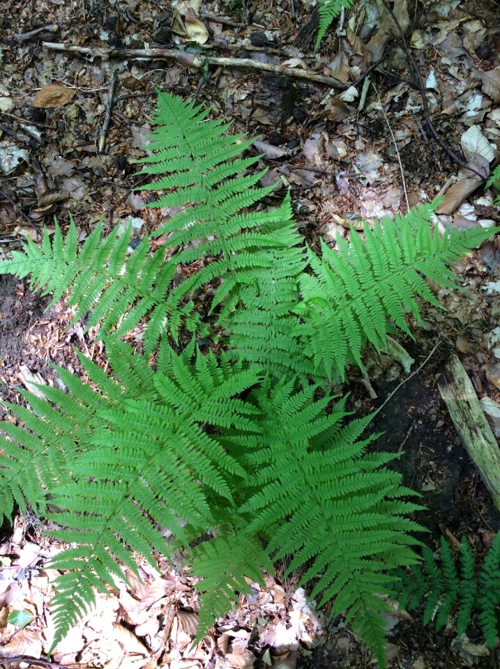 Nature fiddlehead forest floor