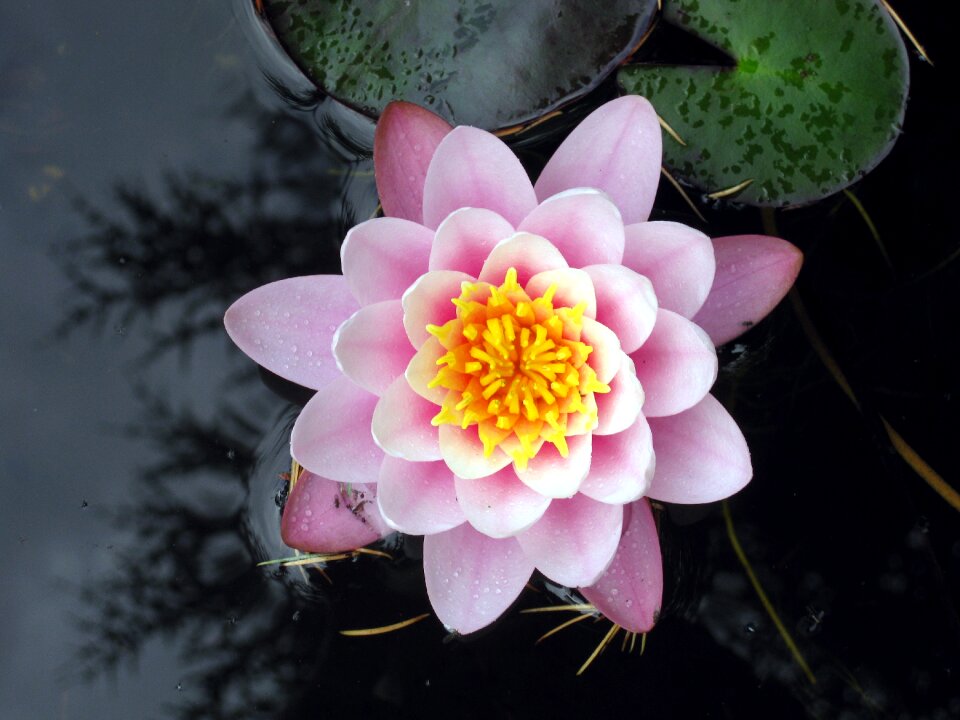 Pond nature pink