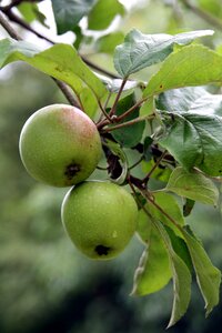 Garden branch fruits