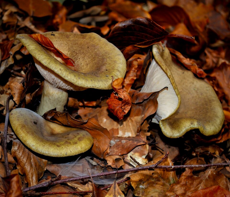 Forest food natural