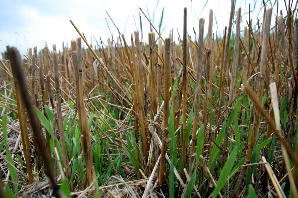 Agriculture harvest mow