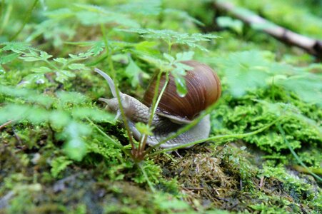 Green nature crawl