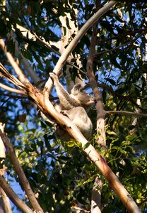 Queensland marsupial wild photo