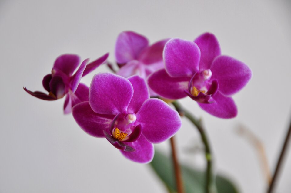 Blossom bloom plant