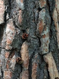 Tree nature wood