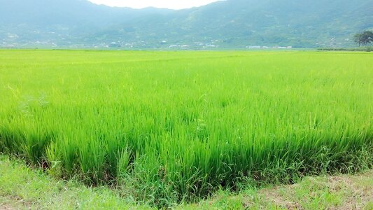 Rice paddies grain nature photo