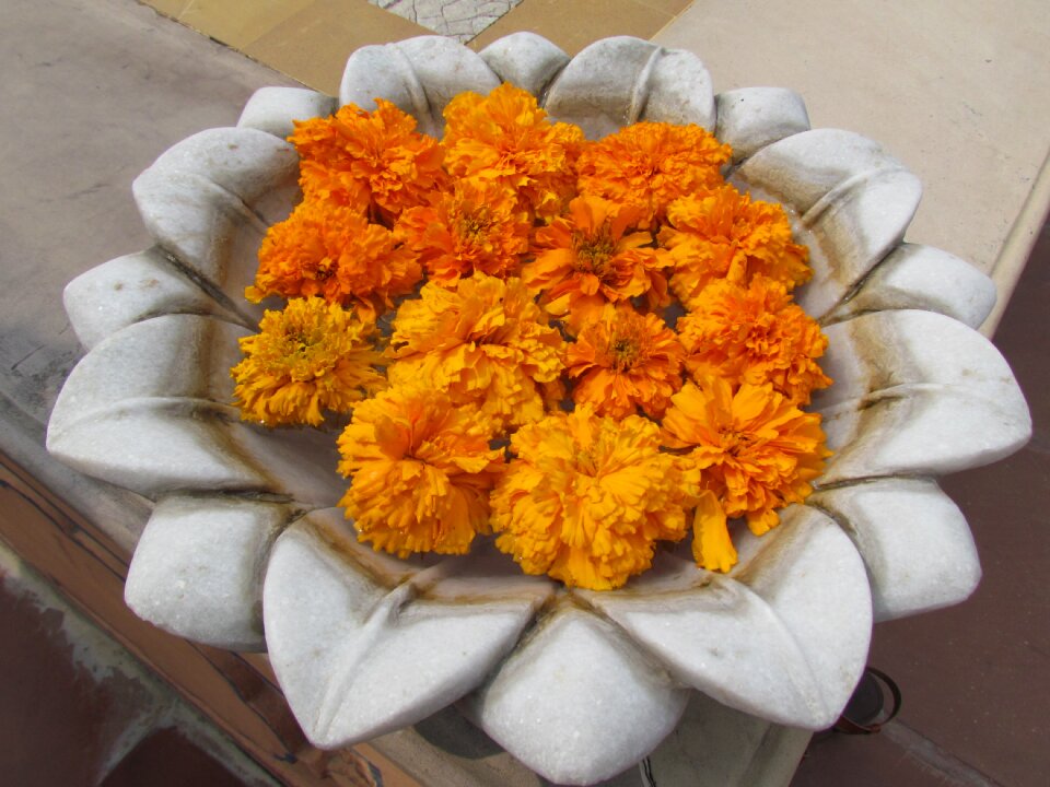 Marigold petal bloom