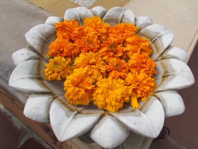 Marigold petal bloom