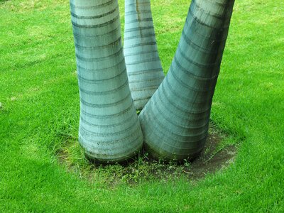 Tribe rings plant