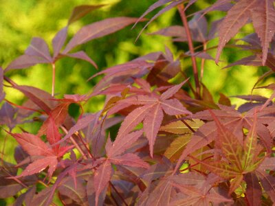 Incomplete red bush