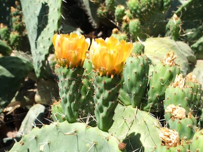 Sting prickly blossom