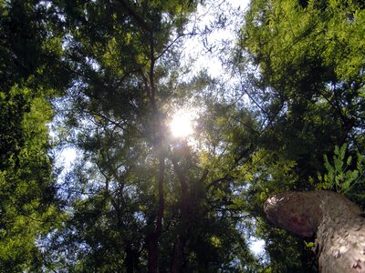 Ray of hope sun forest