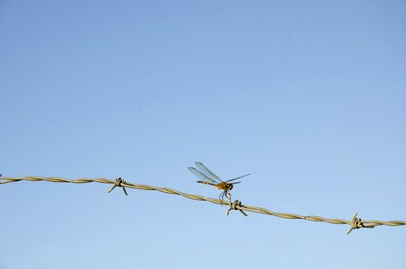 Wire insect flyer