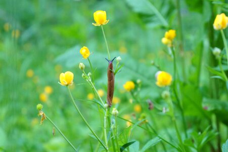Molluscs animal plant