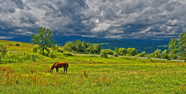 Meadow grass nature photo