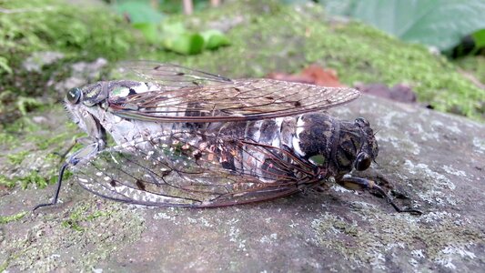 Cicada mating nature