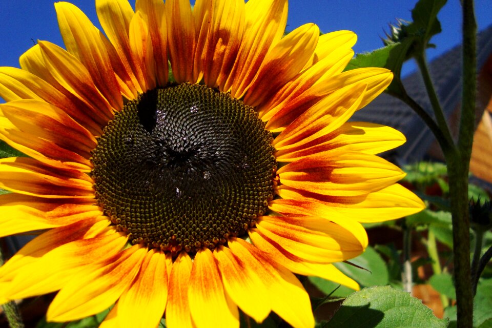 Bloom garden summer plants