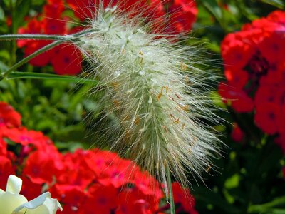 Hairy green plant