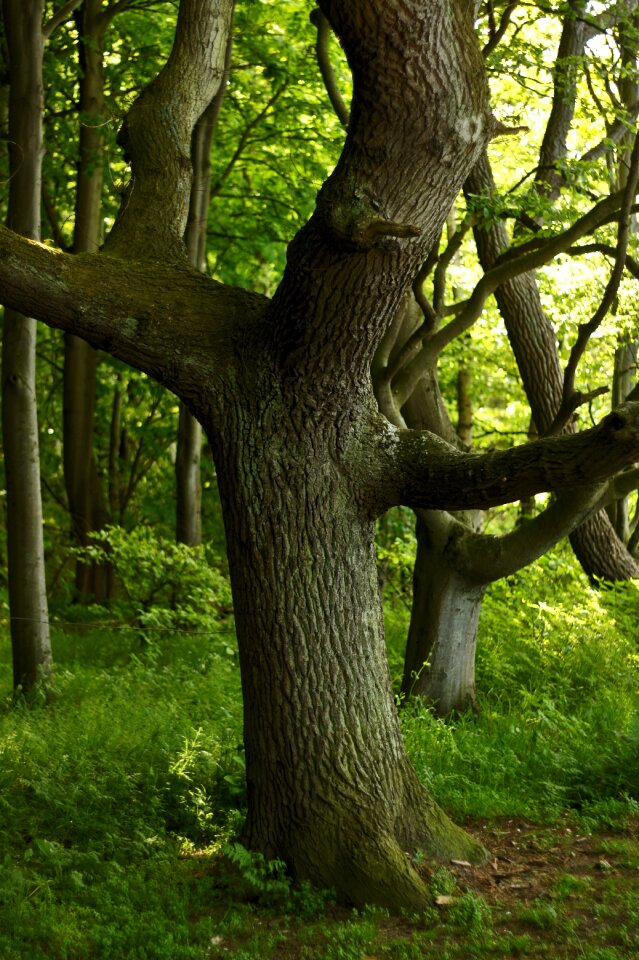 Forest green log