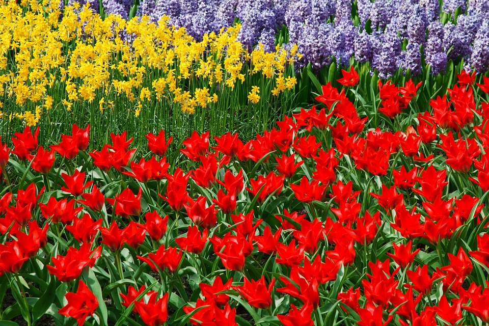 Color colorful dutch