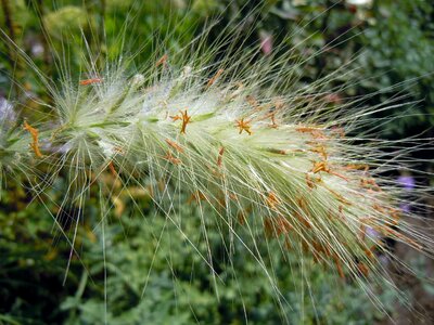 Plant green hairy