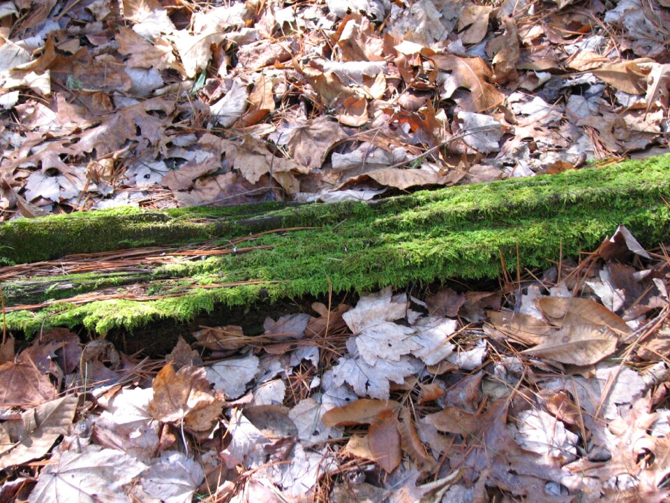 Forest nature environment