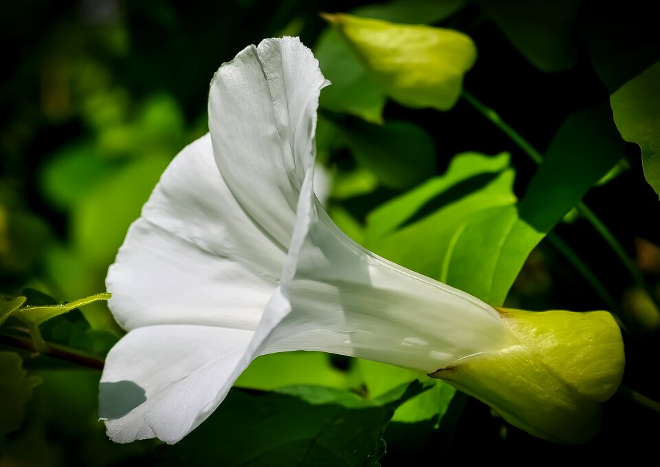 Botany color freshness