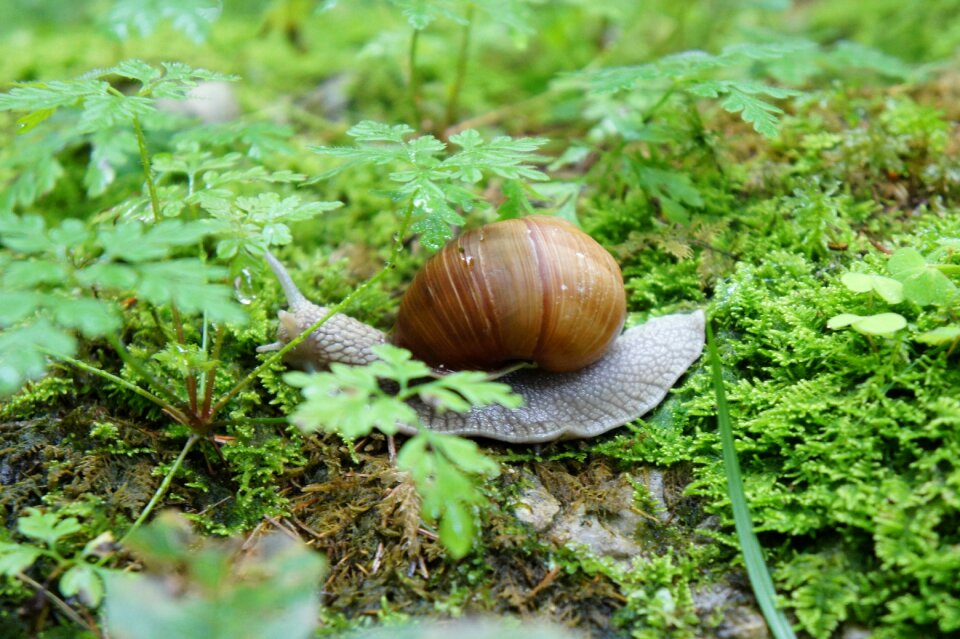 Green nature crawl