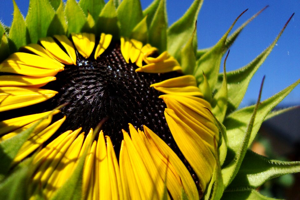 Plant bloom nature
