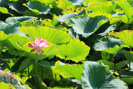 Lotus lotus pond lotus leaf photo
