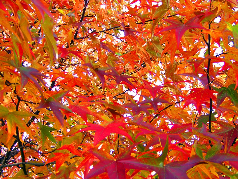 Fall autumn season photo