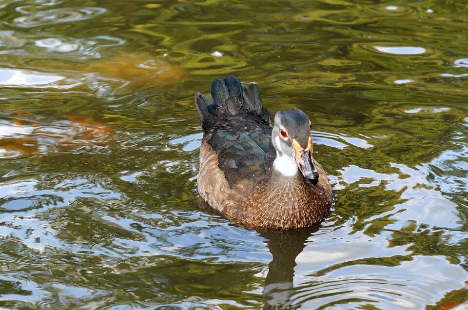 Plumage pond close up photo