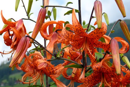 Turk's cap lily lilium martagon martagon lily photo