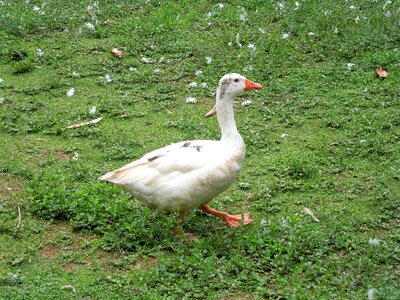 Goose duck bird
