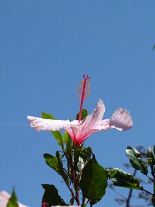 Pistil leaves pink