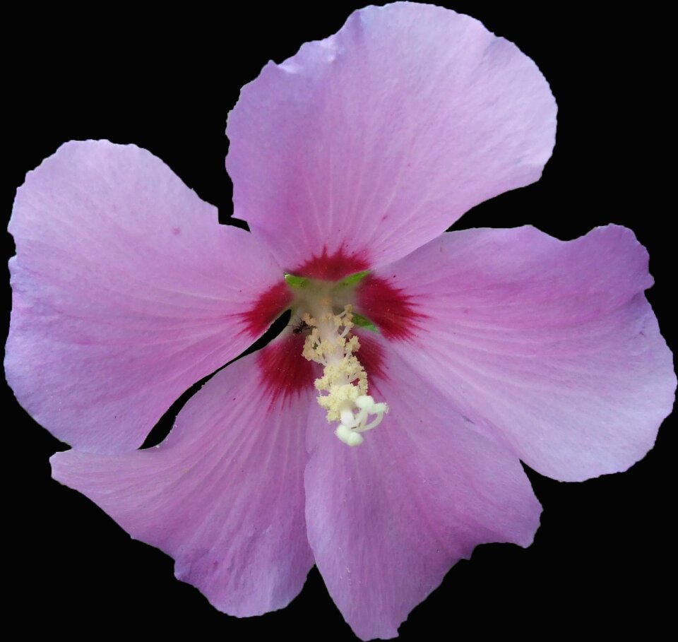 Pink purple isolated