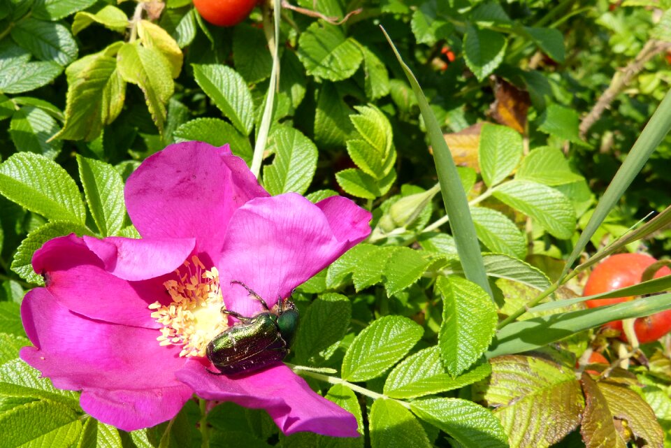 Rose bloom rose beetle aphid