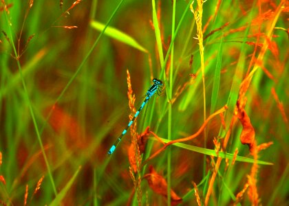 Blue teal grass