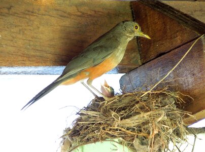 Bird nest baby bird