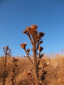 Dry flower nature