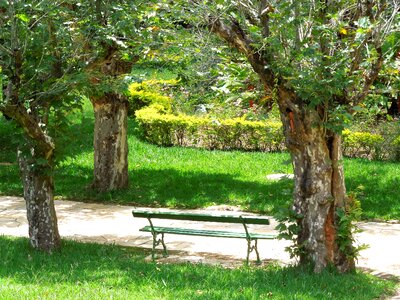 Trees park bench landscape photo