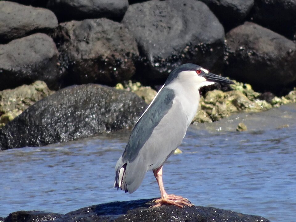 Water bird sea coast