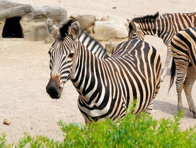 Zoo head perissodactyla