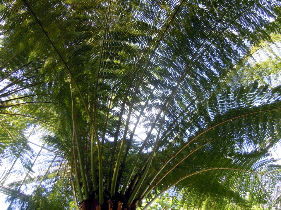 Palm fronds palm fern