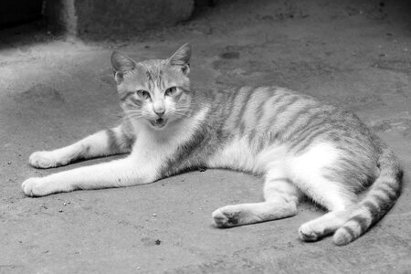 Cat kitty small fresh