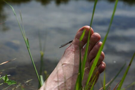 Grass feet barefoot photo