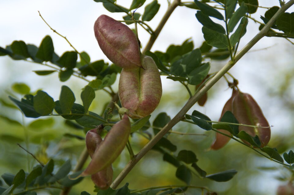 Plant botany flora