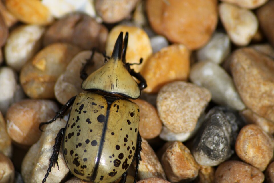 Bug insect rock