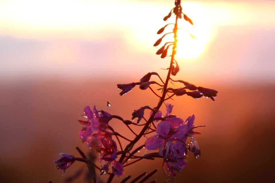 Sunset evening dusk