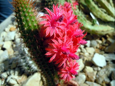 Cactus cactus flowers cactus greenhouse photo
